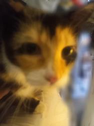 Found/Stray Unknown Cat last seen Linden and Alverno , Dayton, OH 45410