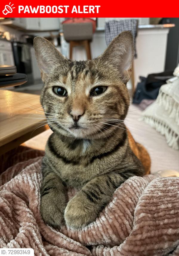 Lost Female Cat last seen Jd miller & chat holly, Santa Rosa Beach, FL 32459