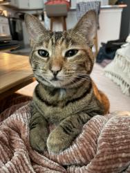 Lost Female Cat last seen Jd miller & chat holly, Santa Rosa Beach, FL 32459