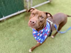 Shelter Stray Male Dog last seen Near Webster Avenue, BRONX, NY, 10467, 326 E 110th St, New York, NY 10029, USA