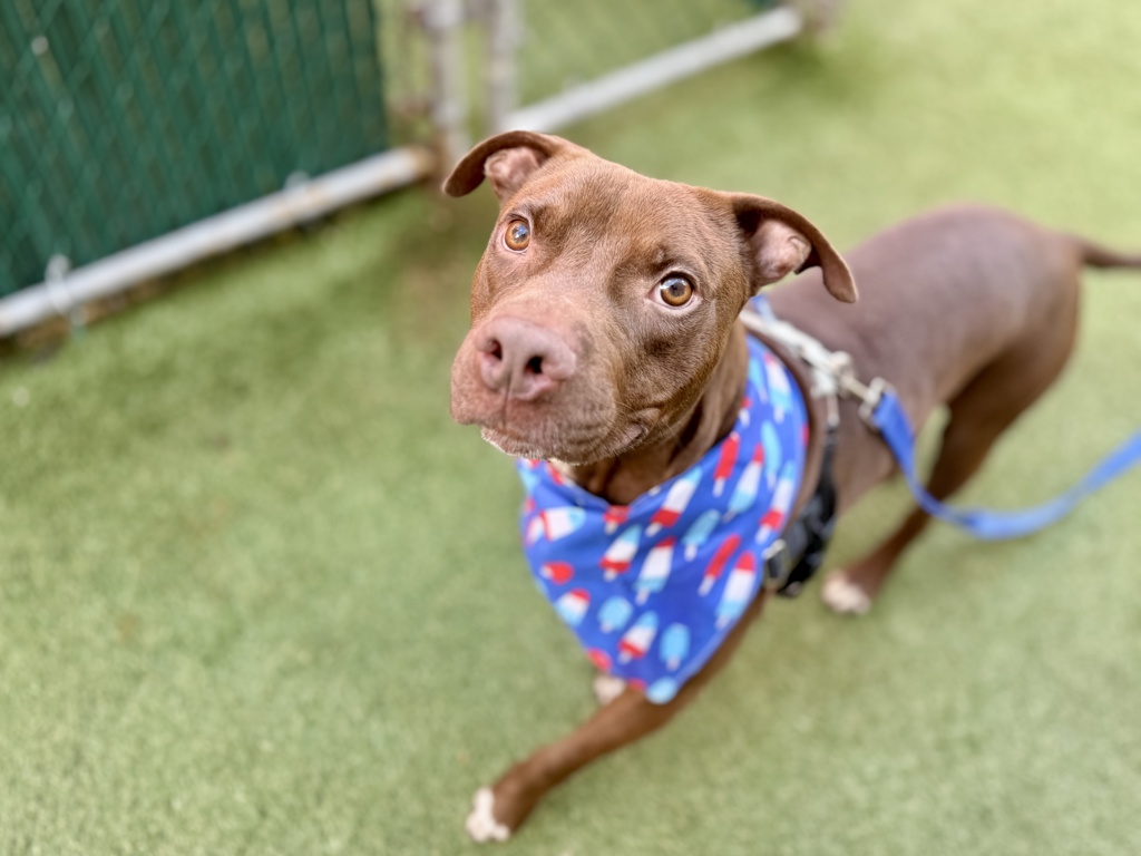 Shelter Stray Male Dog last seen Near Webster Avenue, BRONX, NY, 10467, 326 E 110th St, New York, NY 10029, USA