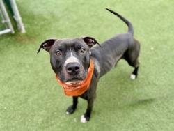 Shelter Stray Male Dog last seen Apt 17I,2694 7th Avenue, NEW YORK, NY, 10039, 326 E 110th St, New York, NY 10029, USA