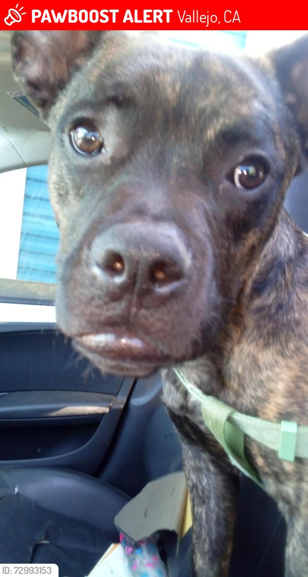 Lost Male Dog last seen The burger king, Vallejo, CA 94591