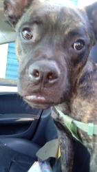 Lost Male Dog last seen The burger king, Vallejo, CA 94591