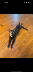 Lost Female Cat last seen violet dr, Lexington, KY 40504