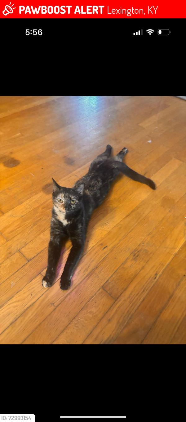 Lost Female Cat last seen violet dr, Lexington, KY 40504