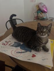 Lost Female Cat last seen 59th and Adams , San Diego, CA 92115