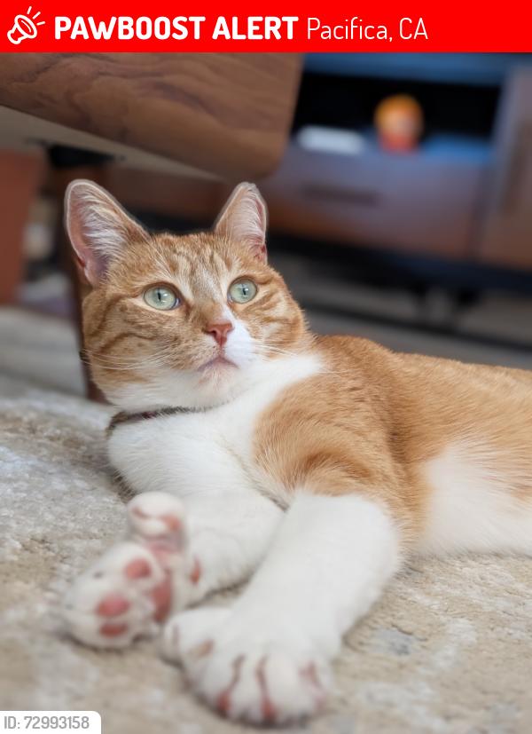 Lost Female Cat last seen  Imperial Dr. Pacifica , Pacifica, CA 94044