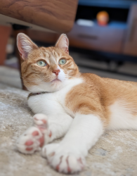 Lost Female Cat last seen  Imperial Dr. Pacifica , Pacifica, CA 94044