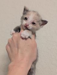 Shelter Stray Female Cat last seen Bexar County, 3353 Morningside Dr, New Braunfels, TX 78132, USA