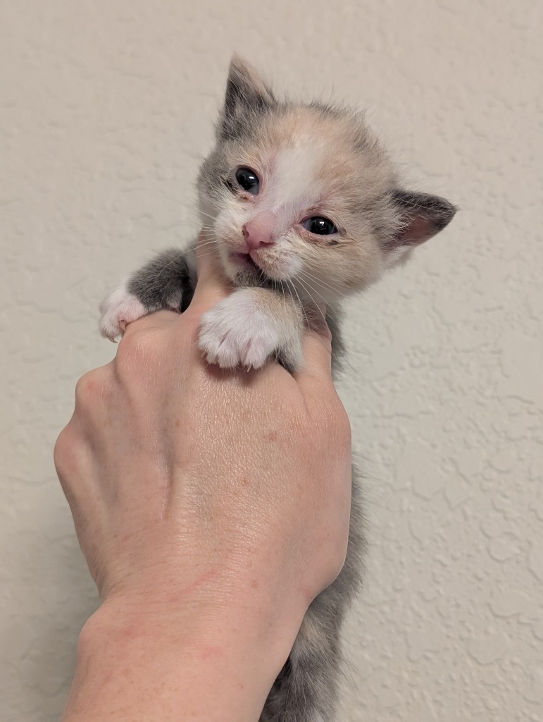 Shelter Stray Female Cat last seen Bexar County, 3353 Morningside Dr, New Braunfels, TX 78132, USA
