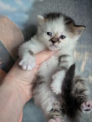 Shelter Stray Male Cat last seen Bexar County, 3353 Morningside Dr, New Braunfels, TX 78132, USA