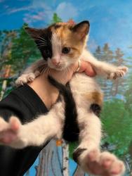 Shelter Stray Female Cat last seen Bexar County, 3353 Morningside Dr, New Braunfels, TX 78132, USA