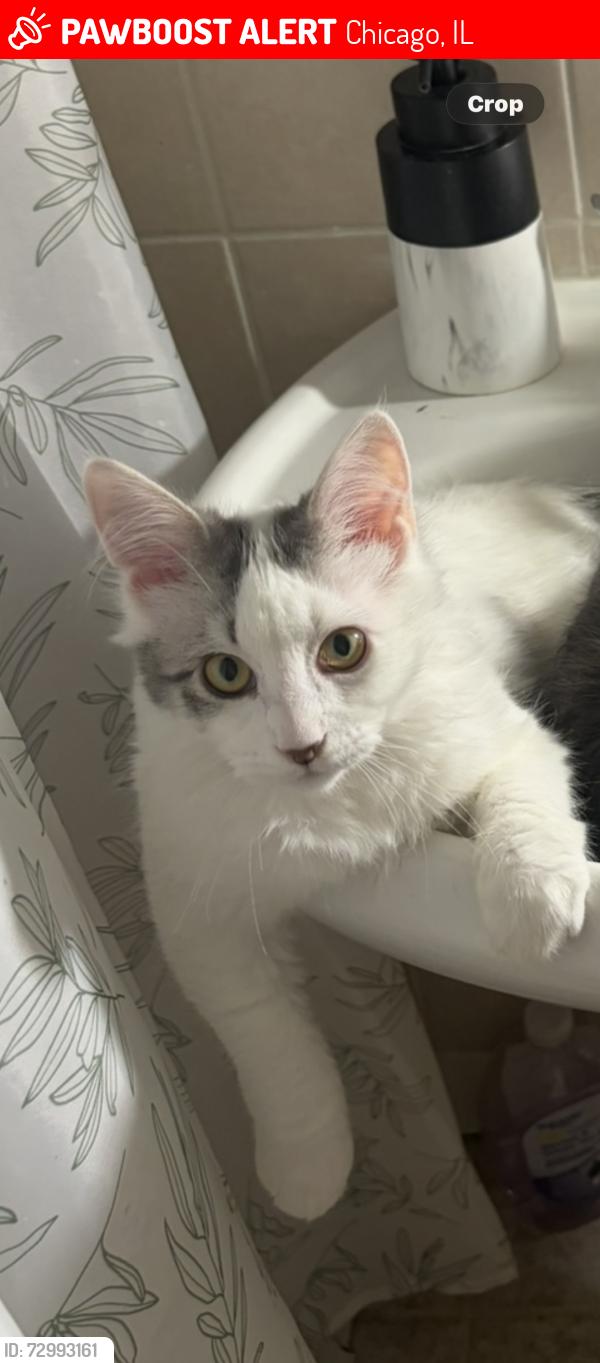 Lost Male Cat last seen Alley of N Lotus Ave in between W Wabansia and W Bloomingdale, Chicago, IL 60639