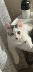 Lost Male Cat last seen Alley of N Lotus Ave in between W Wabansia and W Bloomingdale, Chicago, IL 60639