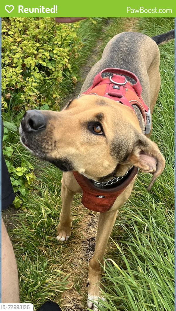 Reunited Male Dog last seen Hampstead Heath - on the heath, Greater London, England NW3 2PY