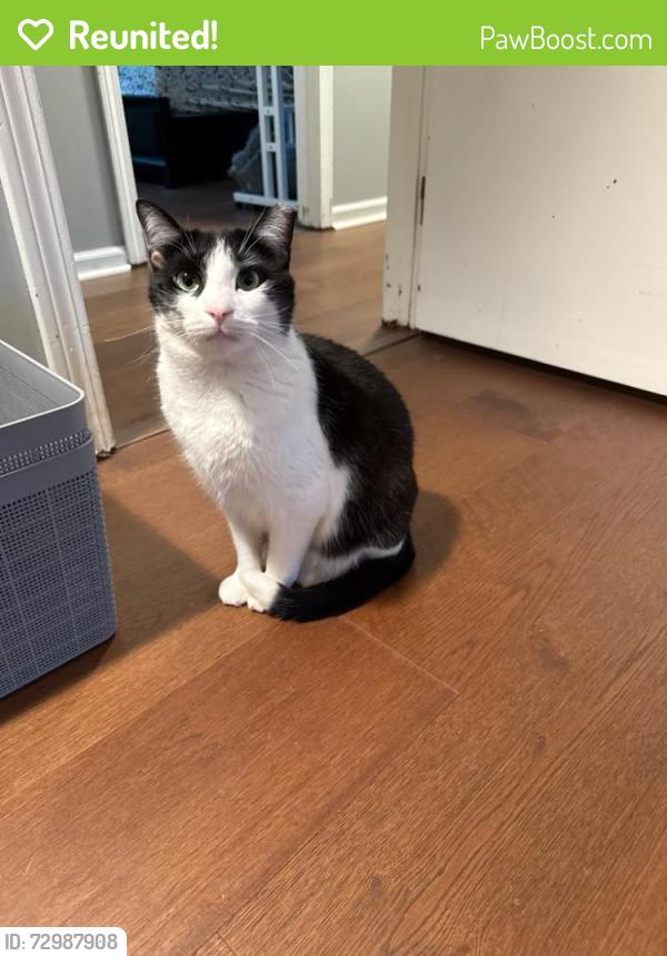 Reunited Male Cat last seen Leofel Blvd, South WIndsor, South Windsor, CT 06074