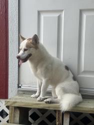 Found/Stray Male Dog last seen 60th street and mandarin, Palm Beach County, FL 33470