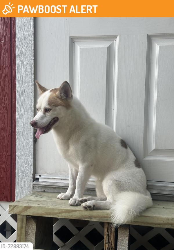 Found/Stray Male Dog last seen 60th street and mandarin, Palm Beach County, FL 33470