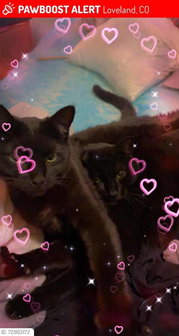 Lost Female Cat last seen Pierce and harrison, Loveland, CO 80537