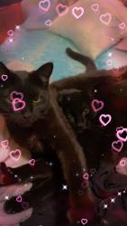 Lost Female Cat last seen Pierce and harrison, Loveland, CO 80537