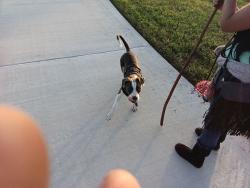 Lost Female Dog last seen Las Vegas Trail, Fort Worth, TX 76116