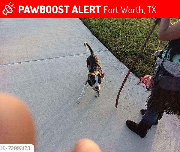 Lost Female Dog last seen Las Vegas Trail, Fort Worth, TX 76116
