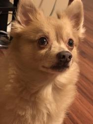 Lost Male Dog last seen revelstoke dr 77086, Houston, TX 77086