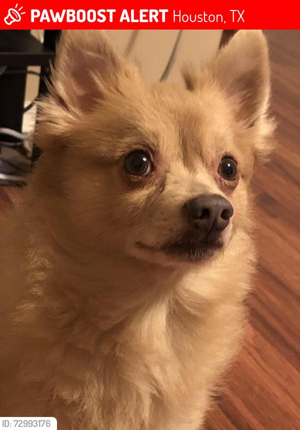 Lost Male Dog last seen revelstoke dr 77086, Houston, TX 77086
