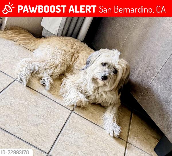 Lost Male Dog last seen Perris Hill Rd & Pacific St, San Bernardino, CA 92404