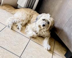 Lost Male Dog last seen Perris Hill Rd & Pacific St, San Bernardino, CA 92404