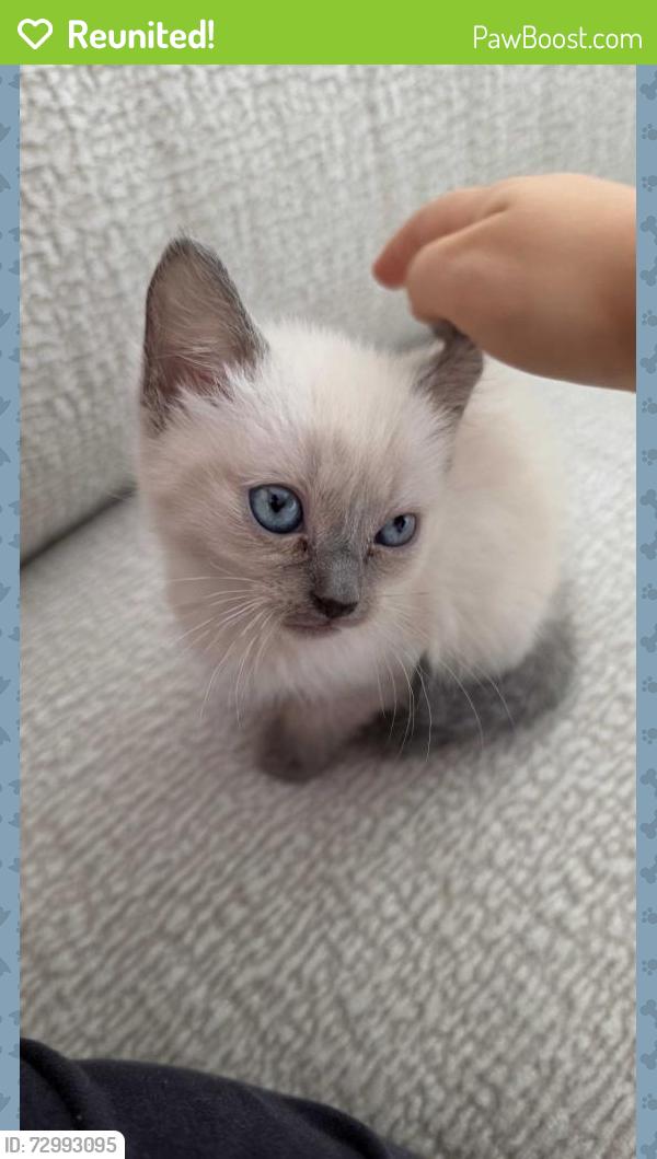 Reunited Female Cat last seen Norman Park , Norman Park, QLD 