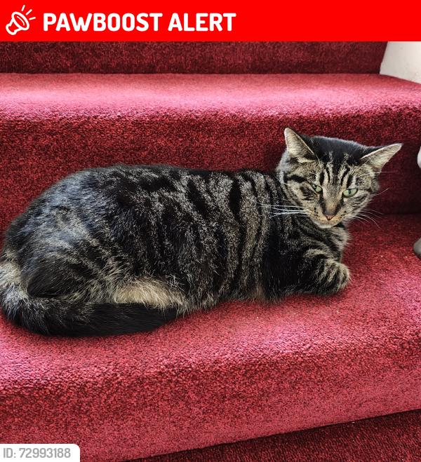 Lost Female Cat last seen Near valentine's park, Greater London, England IG1
