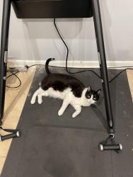 Lost Male Cat last seen Near s 3rd place, st Charles IL, St. Charles, IL 60174