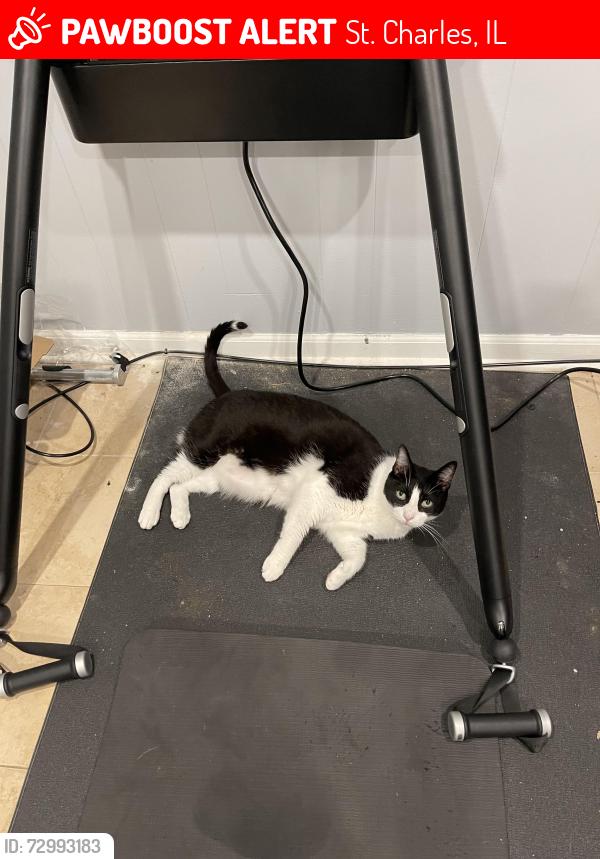 Lost Male Cat last seen Near s 3rd place, st Charles IL, St. Charles, IL 60174