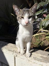 Lost Male Cat last seen la Sierra , Riverside, CA 92501