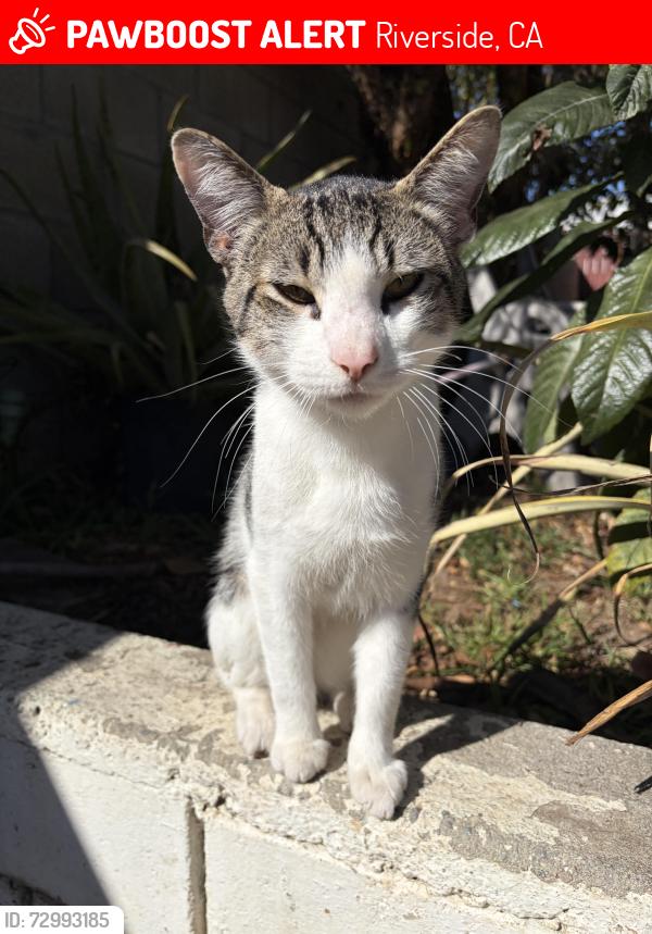 Lost Male Cat last seen la Sierra , Riverside, CA 92501