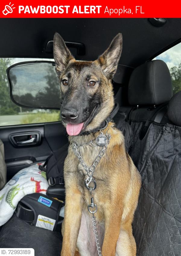 Lost Female Dog last seen Near shale trail street Apopka Florida 32703, Apopka, FL 32703