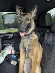 Lost Female Dog last seen Near shale trail street Apopka Florida 32703, Apopka, FL 32703