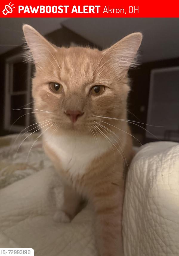 Lost Male Cat last seen High Point Dr & Regal Dr, Akron, OH 44321
