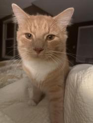 Lost Male Cat last seen High Point Dr & Regal Dr, Akron, OH 44321