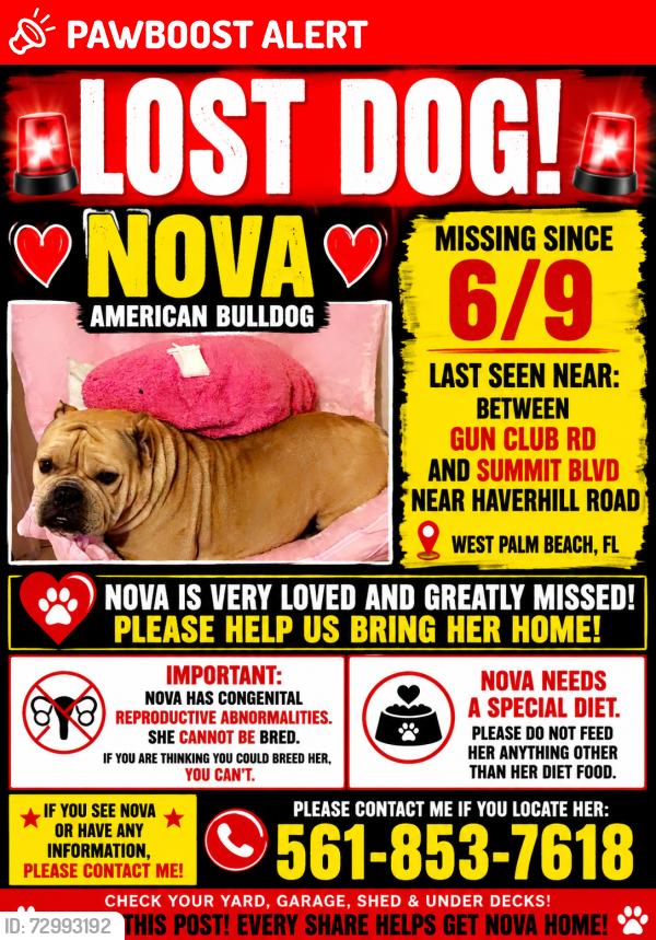 Lost Female Dog last seen Gun club rd, West Palm Beach, FL 33406