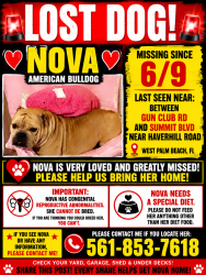 Lost Female Dog last seen Gun club rd, West Palm Beach, FL 33406