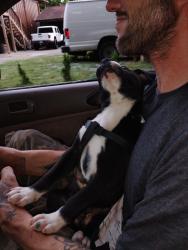 Found/Stray Male Dog last seen Thatch rd Harrison tn, Hamilton County, TN 37341