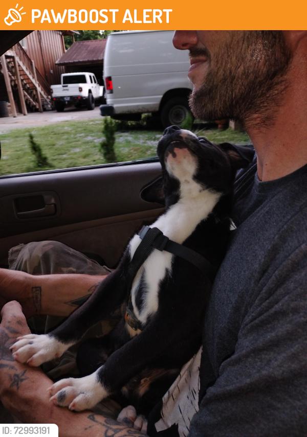 Found/Stray Male Dog last seen Thatch rd Harrison tn, Hamilton County, TN 37341
