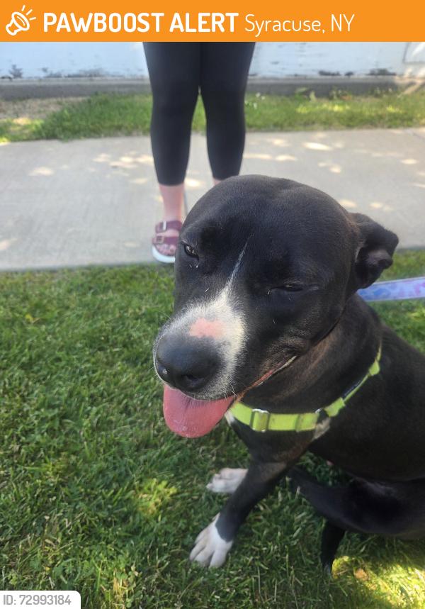 Found/Stray Female Dog last seen Midland ave, Syracuse, NY 13207