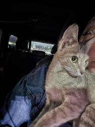 Found/Stray Female Cat last seen Near Angleton Seafood, Angleton, TX 77515