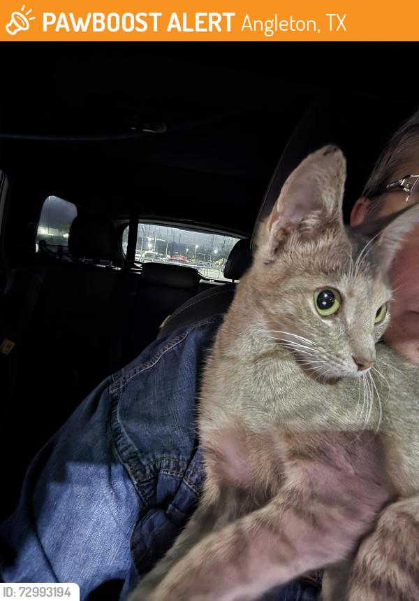 Found/Stray Female Cat last seen Near Angleton Seafood, Angleton, TX 77515