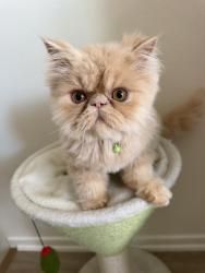 Reunited Male Cat last seen Near Olive St, Montclair, CA 91763, USA, Montclair, CA 91763
