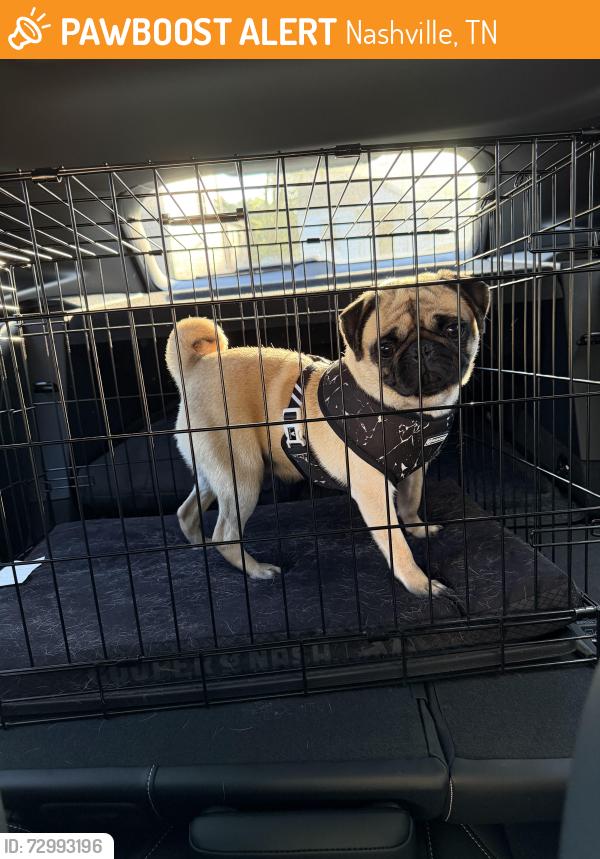 Found/Stray Female Dog last seen Taylor, Nashville, TN 37232